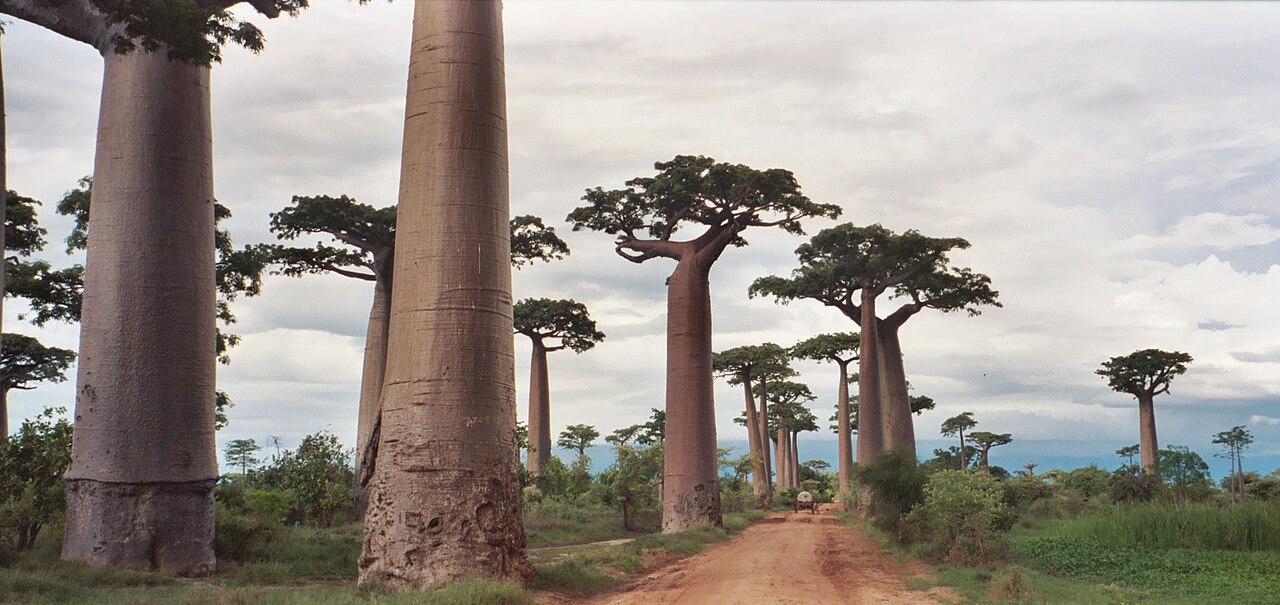 Morondava, Madagascar